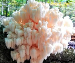 lions mane